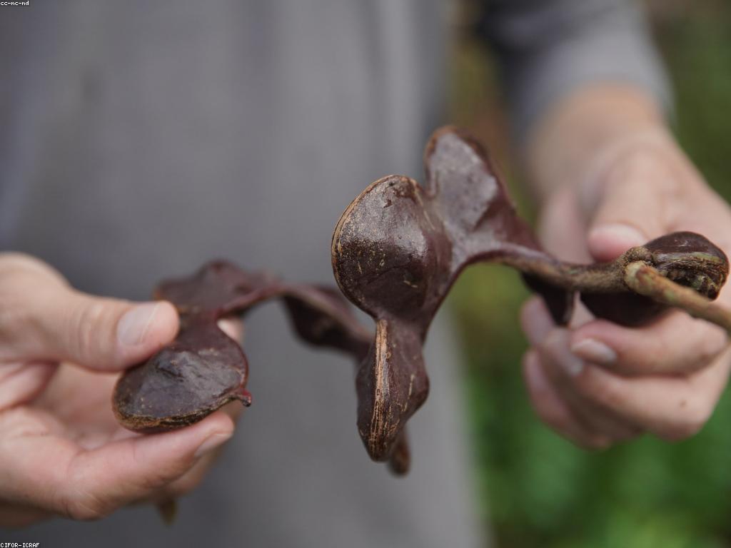 យុទ្ធសាស្ត្រសម្រាប់សេវាកម្មអភិ​វឌ្ឍន៍